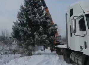Чиновники Миньяра высадят на месте срубленной ели, у которой нашлись хозяева, новое дерево
