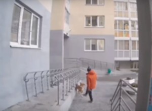 В Екатеринбурге неизвестный жестоко избил своего пса