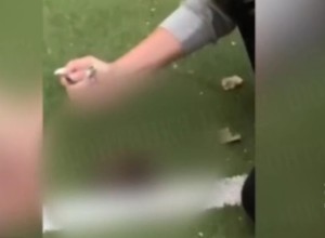 В Петербурге школьница на камеру зарезала ежика