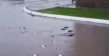 Тротуары свердловского города усеяны рыбой из-за паводка