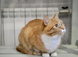 Когда в Екатеринбурге отключат отопление?