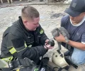 Пожарные вернули с того света кошку, задохнувшуюся в горящем в садах под Сысертью доме