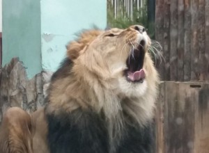 Екатеринбургский зоопарк приглашает на День рождения