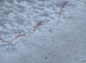 В Екатеринбурге массово начали гибнуть собаки из-за отравы догхантеров